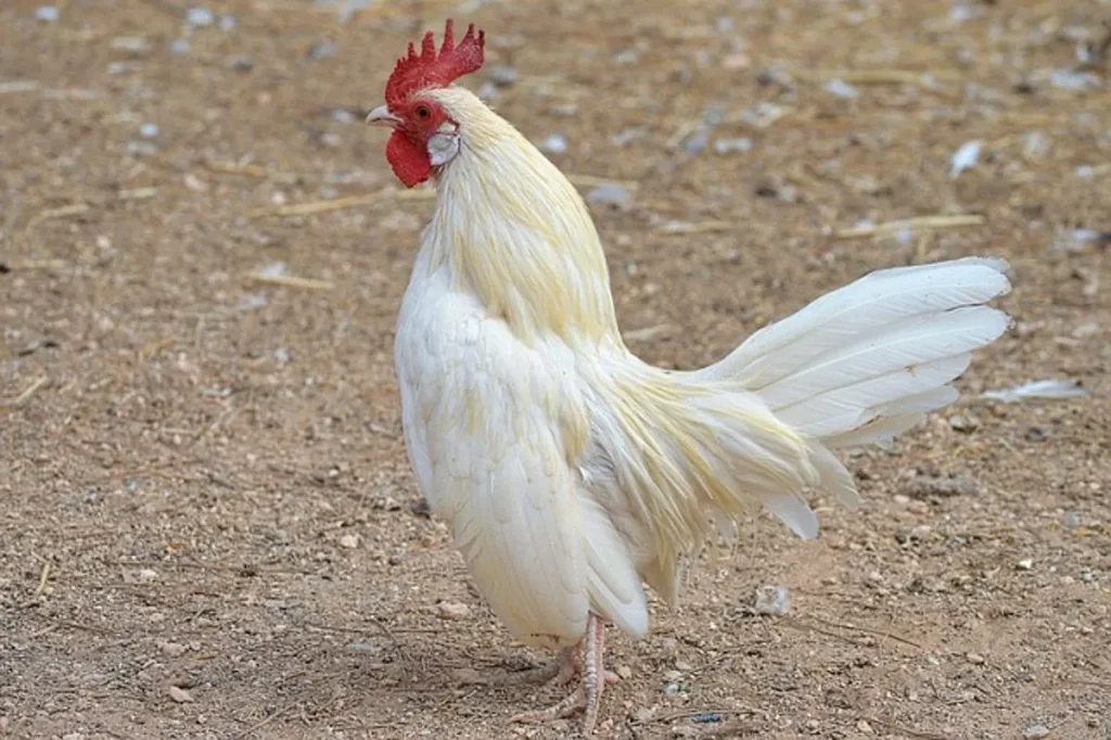 Malaysia cracks down on illegal gambling, arrests five, seizes hundreds of fighting cocks